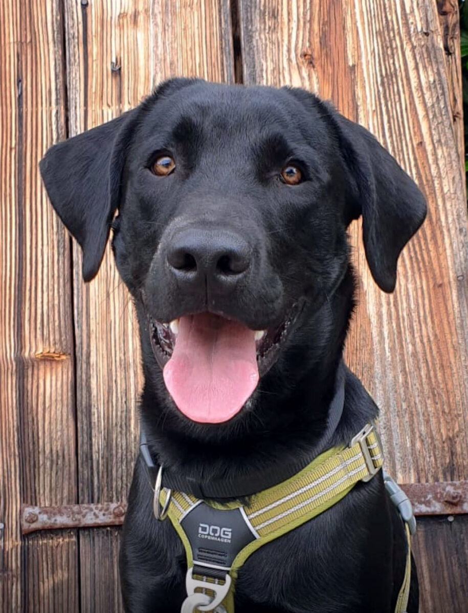 Schwarzer Labrador Aiko mit einem freundlichen Gesichtsausdruck, trägt ein grünes Geschirr, vor einer rustikalen Holzwand.